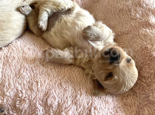 Kore Kan Maltipoo görsel