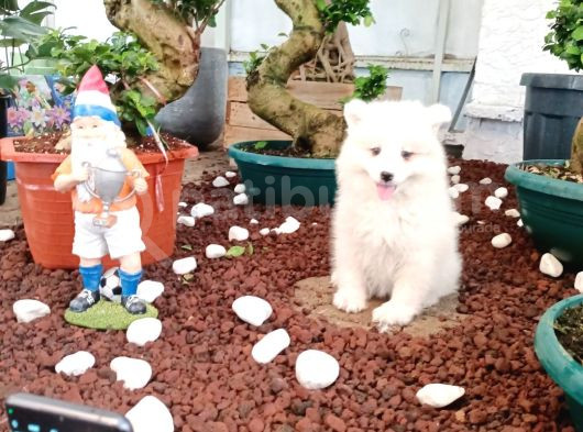 Ayi̇ Yavrusu Samoyed A Kali̇te Irk