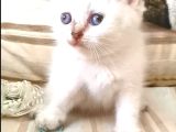 Oyuncu kız