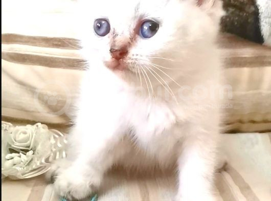 Oyuncu Kız