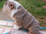 Si̇teni̇n En Güzel İngi̇li̇z Buldog Bebekleri̇