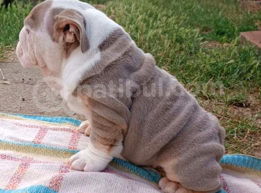 Si̇teni̇n En Güzel İngi̇li̇z Buldog Bebekleri̇ görsel