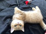 Safkan Golden British Shorthair Tüm Eşyalarıyla Brlikte NY11