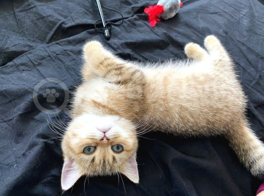 Safkan Golden British Shorthair Tüm Eşyalarıyla Brlikte Ny11