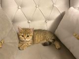 Safkan Golden British Shorthair Tüm Eşyalarıyla Brlikte Ny11