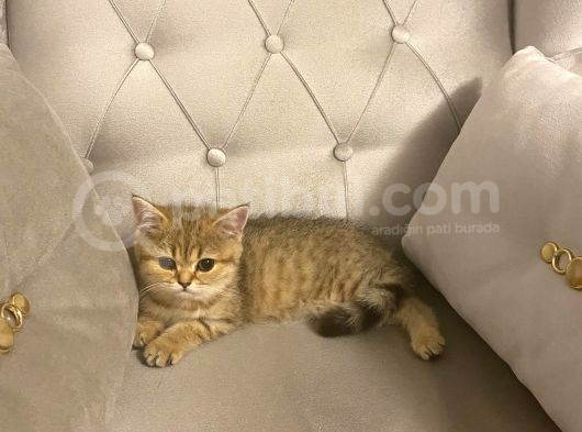 Safkan Golden British Shorthair Tüm Eşyalarıyla Brlikte Ny11 görsel