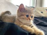 Safkan Golden British Shorthair Tüm Eşyalarıyla Brlikte Ny11