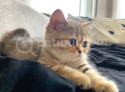 Safkan Golden British Shorthair Tüm Eşyalarıyla Brlikte Ny11 görsel