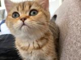 Safkan Golden British Shorthair Tüm Eşyalarıyla Brlikte Ny11