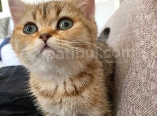 Safkan Golden British Shorthair Tüm Eşyalarıyla Brlikte Ny11 görsel