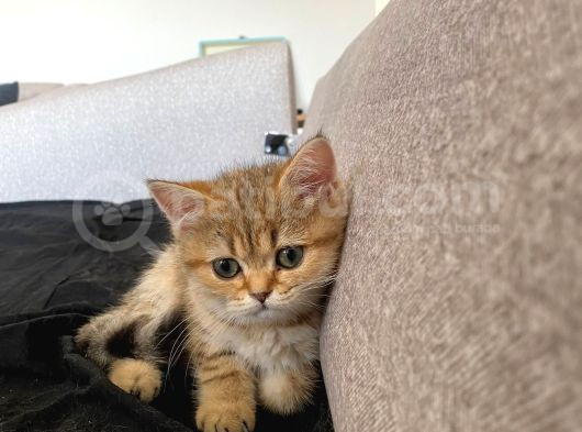 Safkan Golden British Shorthair Tüm Eşyalarıyla Brlikte Ny11 görsel