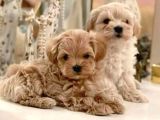 Mini puppy boy sevimli yavrular MALTİPO CİNSİ 