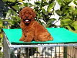 Toy Poodle Yavrular
