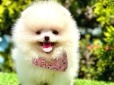 Ayıcık Surat Pomeranian Yavrular