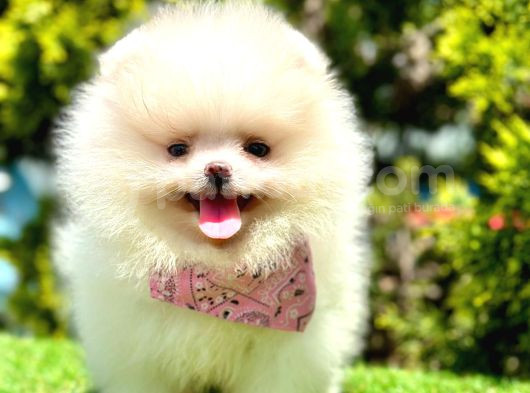 Ayıcık Surat Pomeranian Yavrular görsel