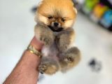 HER KALİTEDE POMERANİAN YAVRU MEVCUT HERYERE GÖNDERİLİR