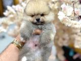 Her Kali̇tede Pomerani̇an Yavru Mevcut Heryere Gönderi̇li̇r