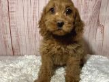 Mini puppy boy kıpkırmızı tooy poodle evcilbebekler 