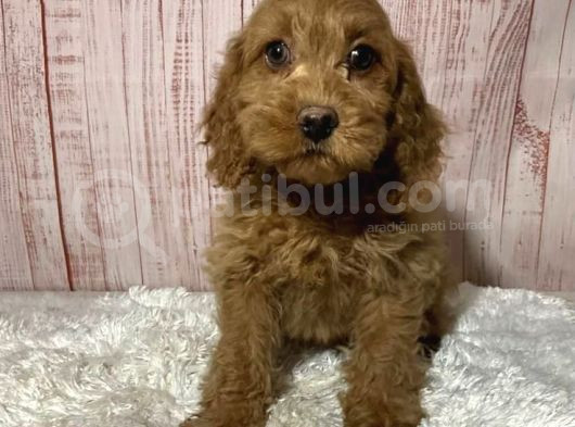 Mini Puppy Boy Kıpkırmızı Tooy Poodle Evcilbebekler 