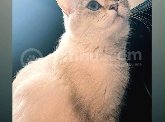 Puanlı Sahiplendirmedir görsel
