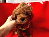 red Brown dişi erkek toy poodle yavrularımız