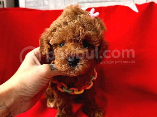Red Brown Dişi Erkek Toy Poodle Yavrularımız