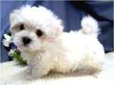 Mini boy puppy kar beyaz sevimli MALTESSE TERRİER CİNSİ 