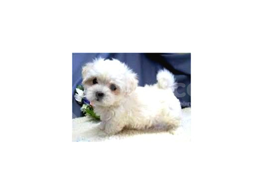 Mini Boy Puppy Kar Beyaz Sevimli Maltesse Terri̇er Ci̇nsi̇ 