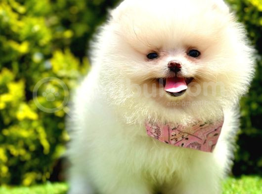 Ayıcık Surat Pomeranian Yavrular görsel