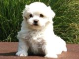 Mini Boy Puppy Kar Beyaz Sevimli Maltesse Terri̇er Ci̇nsi̇ 