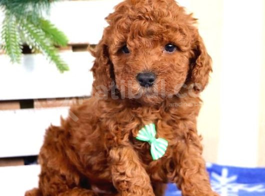 Mini Puppy Boy Kıpkırmızı Tooy Poodle Evcilbebekler  görsel