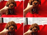 Gerçek Tea Cup Toy Poodle Bebekler