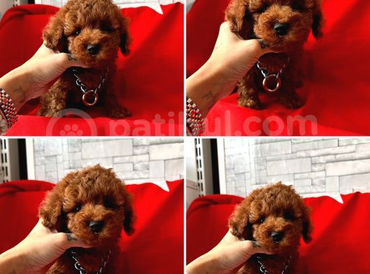 Gerçek Tea Cup Toy Poodle Bebekler görsel