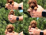 Gerçek Tea Cup Toy Poodle Bebekler