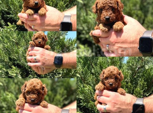 Gerçek Tea Cup Toy Poodle Bebekler görsel