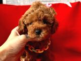 Red Brown Dişi Erkek Toy Poodle Yavrularımız