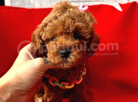 Red Brown Dişi Erkek Toy Poodle Yavrularımız görsel