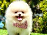 Ayıcık Surat Pomeranian Yavrular