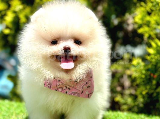 Ayıcık Surat Pomeranian Yavrular görsel
