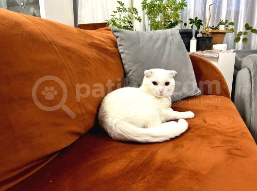 Puanlı Sahiplendirmedir