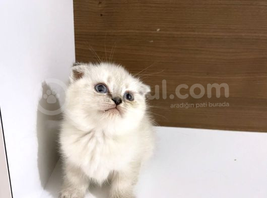 Lynx Point Mükemmel Huylu Scotisj görsel