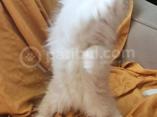 Irk Ve Sağlık Garantili Bayram Şekerleri görsel