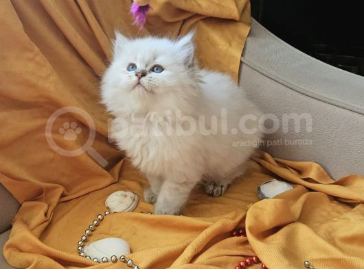 Irk Ve Sağlık Garantili Bayram Şekerleri görsel