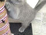 British Shorthair Erkek