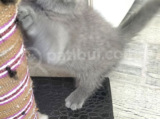 British Shorthair Erkek görsel