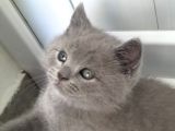 British Shorthair Erkek