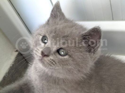 British Shorthair Erkek görsel