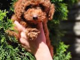 Toy Poodle Yavrular