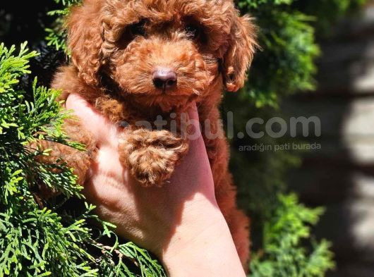 Toy Poodle Yavrular görsel