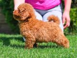 Toy Poodle Yavrular